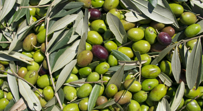 Polyphenole – Pflanzenkraft für deine Gesundheit