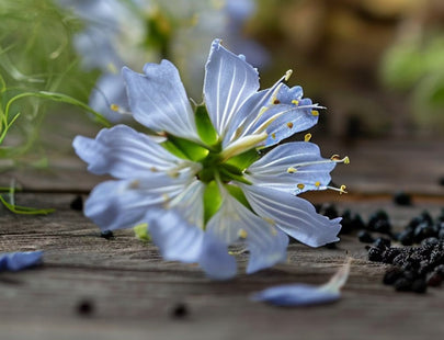 Anwendungen für Schwarzkümmelöl - Der Allrounder im Alltag