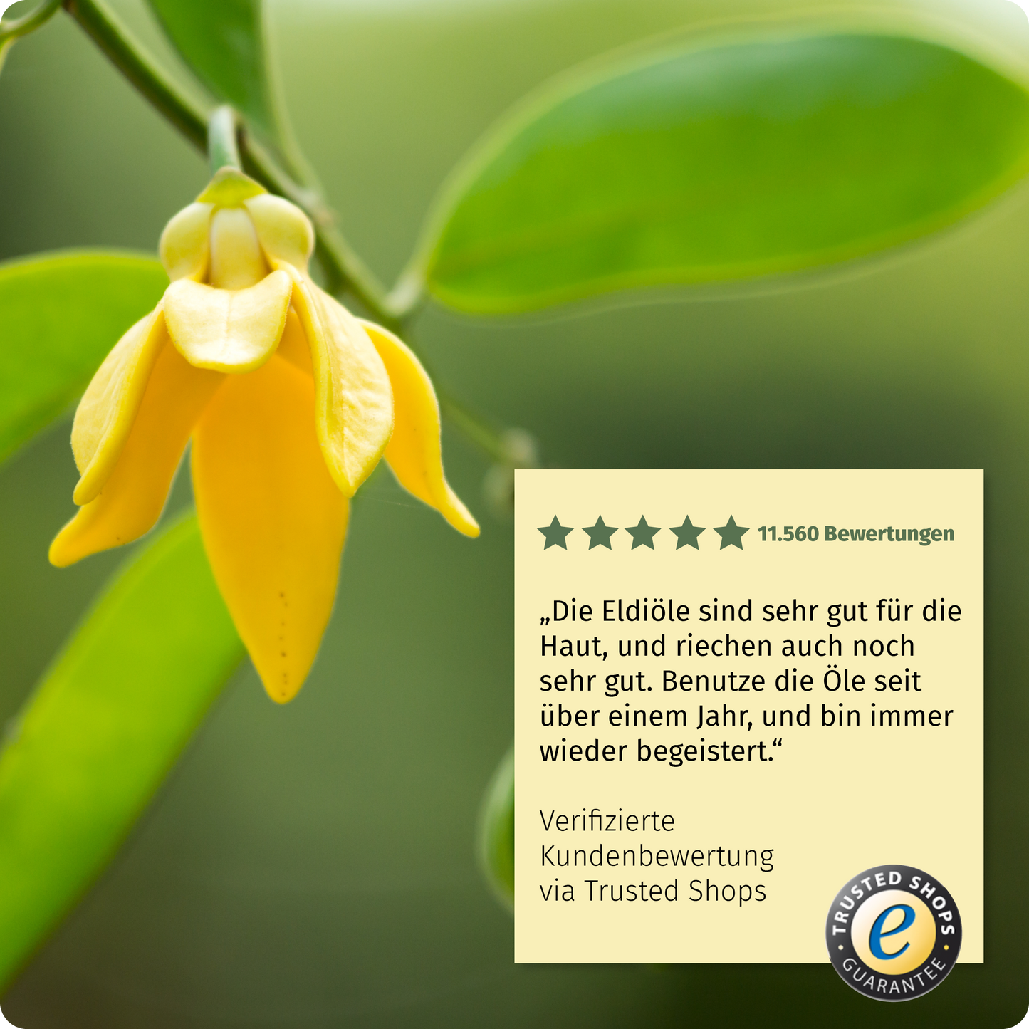 Eldi-Öl Ylang Ylang