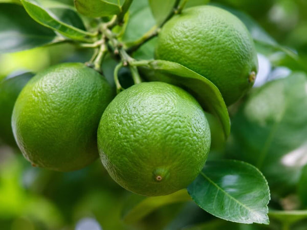 Limetten hängen am Limettenbaum